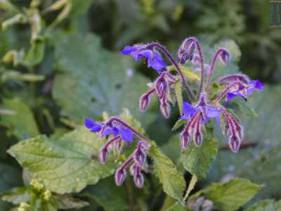 Nel verde generale salta all'occhio il blu di un fiore di borragine 
